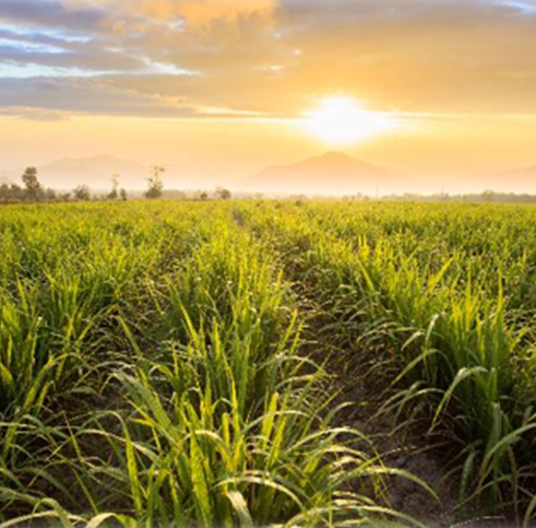 Biobased Plastics Application